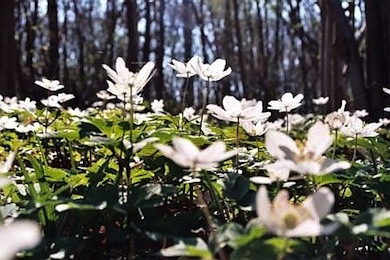 Wood anemones at Selsdon Wood © Mathew Frith