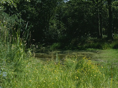 Rowley Green Common © London Wildlife Trust