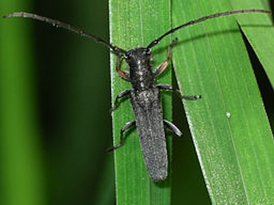 The flower longhorn beetle, Phytoecia cylindrica © Keith Balmer