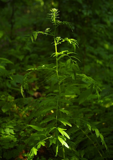 Narrow-leaved bittercress © Mike Waite