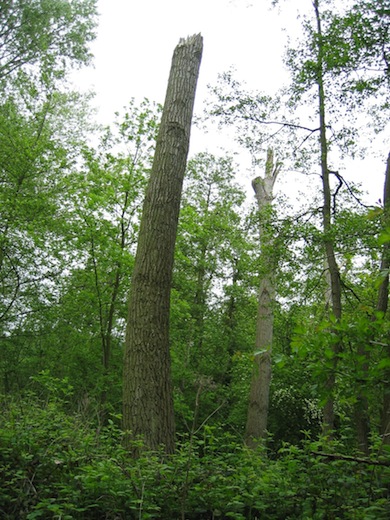 Woodpecker nest in Denham Lock Wood © London Wildlife Trust