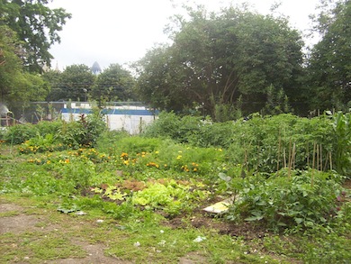 Spitalfields Farm © Edwin Van Ek