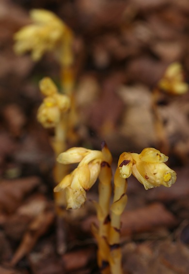 Yellow bird's-nest © Mike Waite