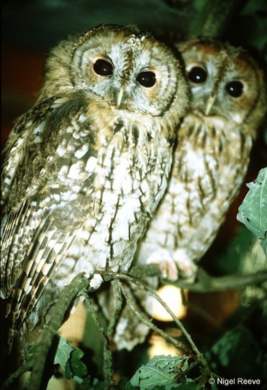 Roosting tawny owls © Nigel Reeve