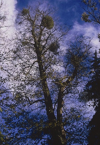 Mistletoe in Bushy Park © Tony Drakeford