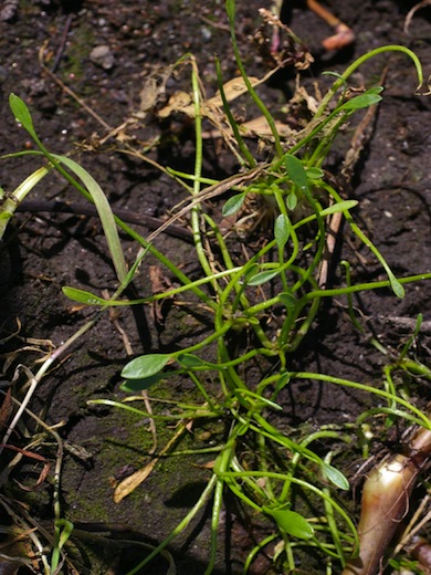 Mudwort © Mike Waite