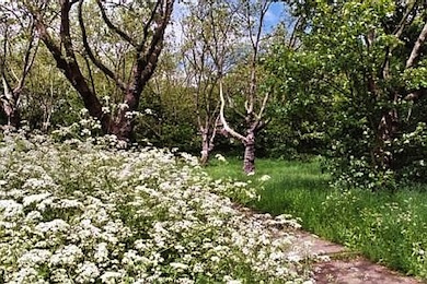 One Tree Hill in spring © Mathew Frith