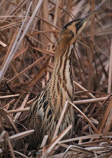 Bitterns regularly overwinter at London Wetland Centre © Rupert Pye