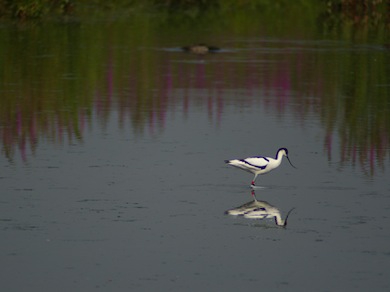 Avocets bred at London Wetland Centre in 2006 © Mike Waite