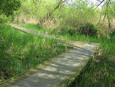 The boardwalk trail at Wilderness Island Nature Reserve © London Wildlife Trust