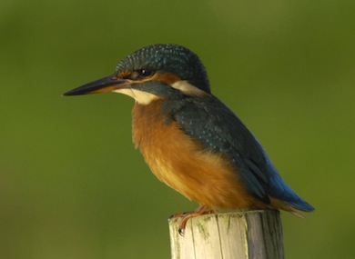 Kingfisher © RSPB Images