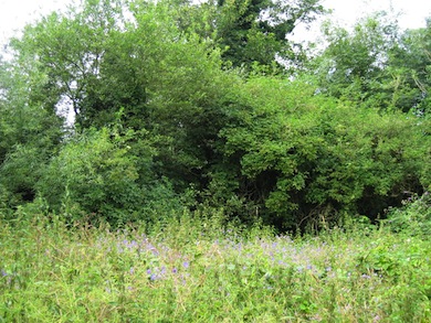 Cannon Hill Common © London Wildlife Trust