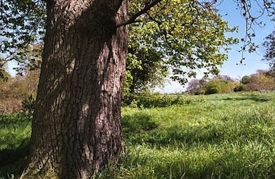 Morden Park © Mathew Frith