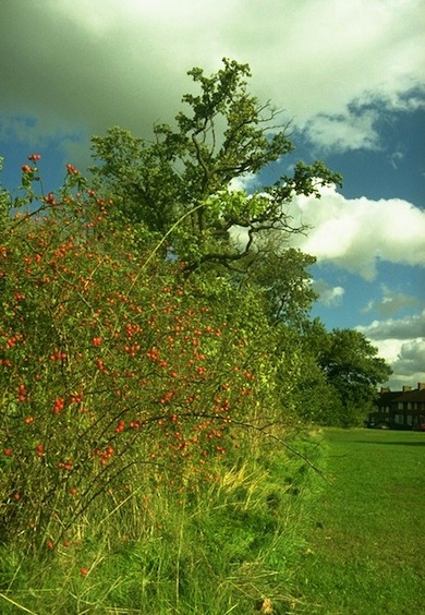 Moreton Green © Ian Yarham