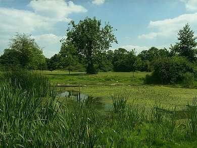 Cranmer Green © Ian Yarham