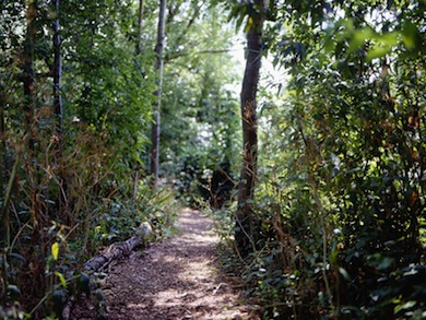 The woodland trail at Camley Street Natural Park © Gavin Kingcombe
