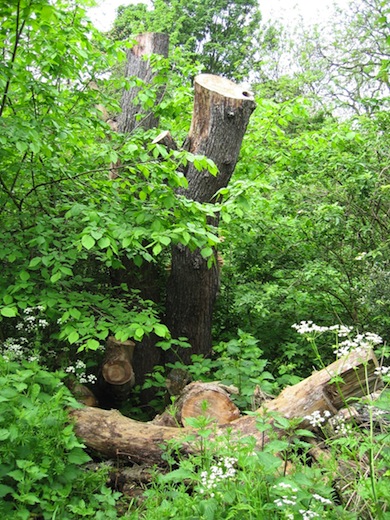 Dead wood conservation at Battersea Park Natre Area © London Wildlife Trust