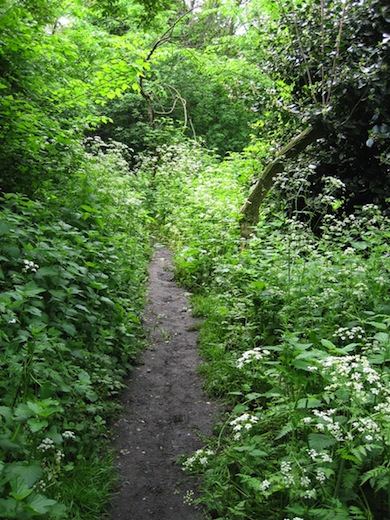 The Nature Area at Battersea Park © London Wildlife Trust