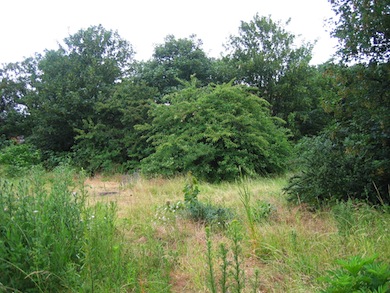 Old Ford Island Nature Reserve © London Wildlife Trust