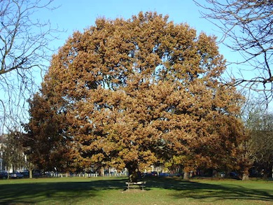 Ealing Common © Trevor Farrell