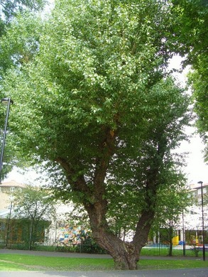 Black poplar in Meath Gardens © John Archer