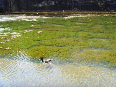 Abundant stonewort in Wapping Canal © John Archer