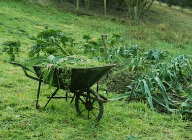 Wheelbarrow and leeks © Mike Waite
