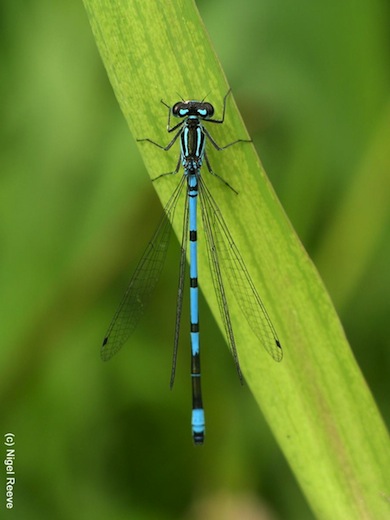 Azure damselfly © Nigel Reeve