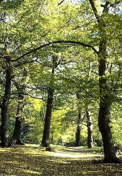 A woodland scene at Monken Hadley Common © Jan Hewlett