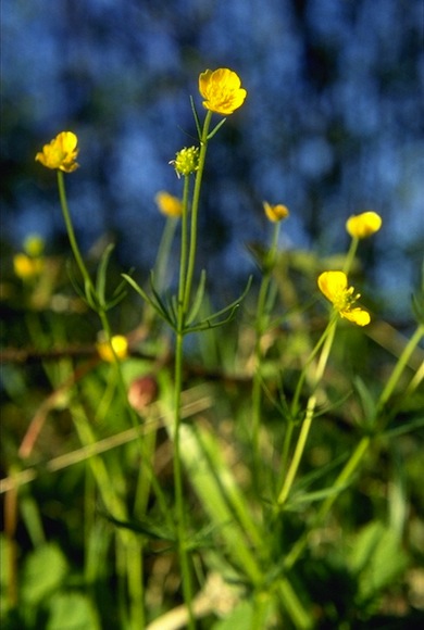 Goldilocks buttercup © Mike Waite