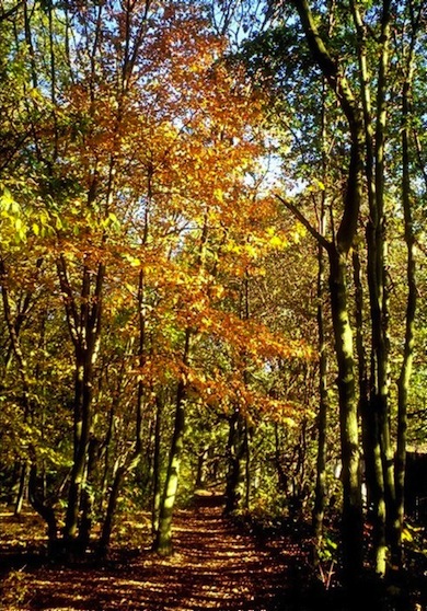 A woodland scene at Oak Hill Woods LNR © Ann Brown
