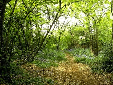 Bluebells at Big Wood © Susan Osborn