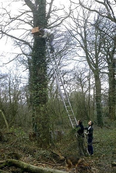 Volunteers erecting an owl nest box in Coppett's Wood © Oliver Natelson