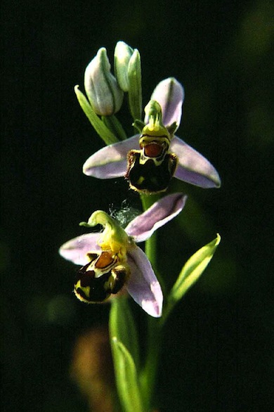 Bee orchid © Mike Waite