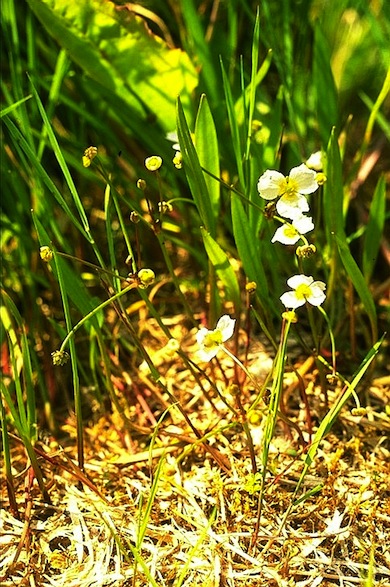 Lesser water-plantain © David Bevan