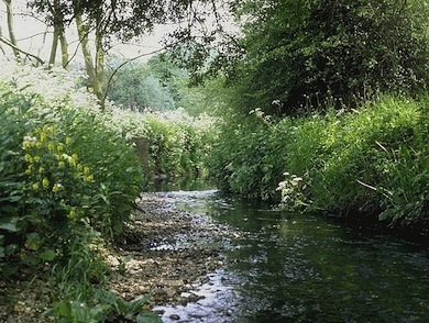 View of the Dollis Brook © Jan Hewlett