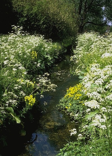 View of the Edgwarebury Brook © Jan Hewlett