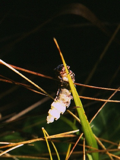 Glow-worm © Mike Waite