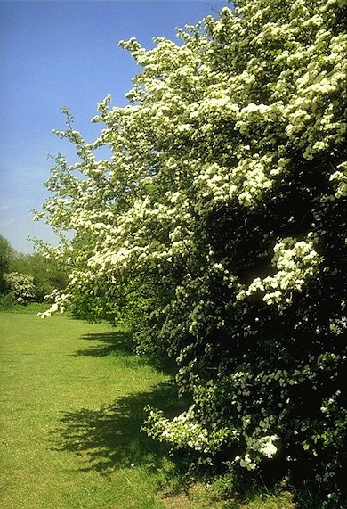 Hawthorn in flower © Ian Yarham
