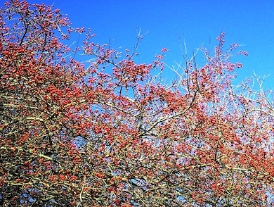 Autumn berries in a hedgerow © Jan Hewlett