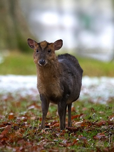Muntjac deer © Jason Gallier