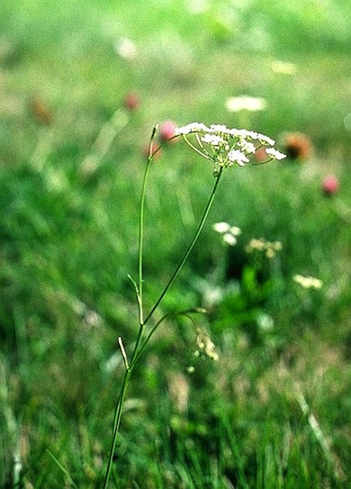 Pignut © Jan Hewlett
