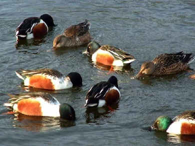 Shovelers © Susy Hogarth
