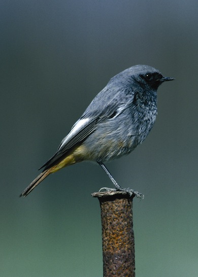 Black redstart © Craig Churchill