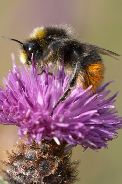 Bumblebee on thistlehead © Jason Gallier