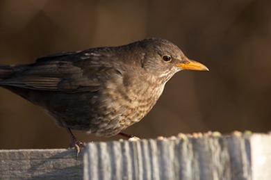 Female blackbird © Jason Gallier