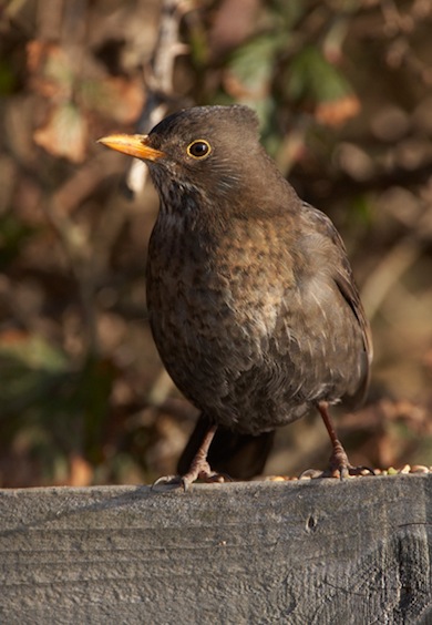 Female blackbird © Jason Gallier