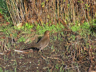 Female blackbird © Susy Hogarth
