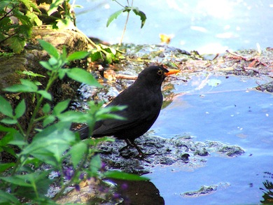 Blackbird © Susy Hogarth