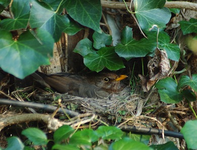 Hen blackbird on her nest © André Van-Looy